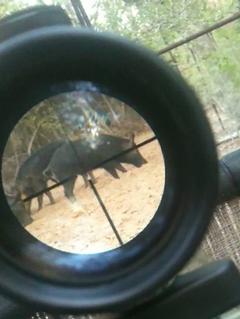 Hogs On Scope.jpg